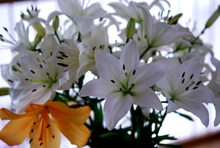 Fiiiiina blommor förgyller tillvaron, underbar bukett från Banisters som fortfarande står sig! och ser ni, EN blomma blev orange!!!!! Trots att den sitter på samma kvist som en massa vita. cooolt :)