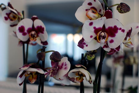 Hittade så coola orkidéer på Coop i går!