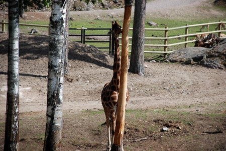 Det är nog ingen som ser mig om jag gömmer mig här... ?! 
