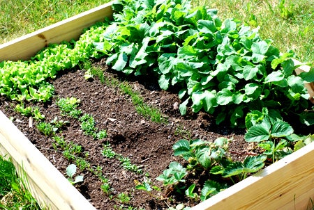 På ena sidan trivs det grejer :) Sallad på g och rädisor i stora lass. Några få jordgubbar verkar ha överlevt men resten verkar segt.. Vi får väl se hur det slutar. 