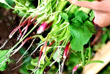 Något smala rädisor ;)